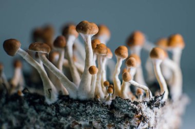 Mycelium 'da Psilocybe Cubensis Büyüyen Sihirli Mantarlar - Doğal Tarım