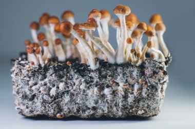 Psilocybe Cubensis Mantarlarının Organik Gelişimi