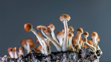 Meyve Sihirli Mantarlar: Psilosibe Kübensis Tarım Süreci