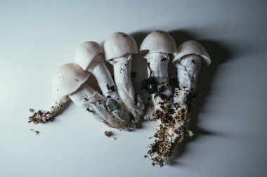 Medicinal Mushrooms: Psilocybin, Microdosing, and Therapy for Mental Health clipart