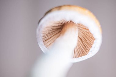 Taze Psilocybe Cubensis Mantarları Doğal Yüzeyde Canlı Meyveler