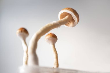 Taze Psilocybe Cubensis Mantarları Doğal Yüzeyde Canlı Meyveler