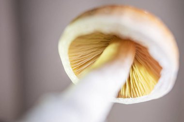Taze Psilocybe Cubensis Mantarları Doğal Yüzeyde Canlı Meyveler
