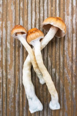 Taze Psilocybe Cubensis Mantarları Doğal Yüzeyde Canlı Meyveler