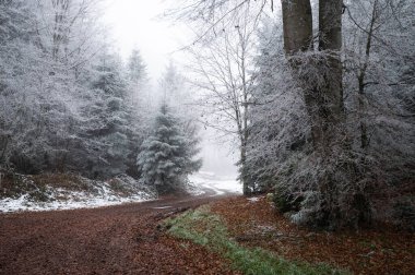 Almanya 'da eşsiz bir kış manzarası var. Dolambaçlı bir yol, buzla kaplı bir ormanda kayboluyor. Sisli bir atmosfer.