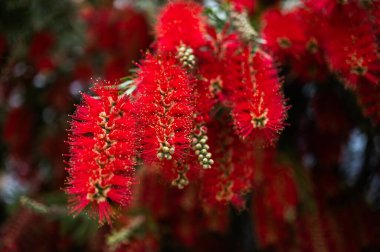 Kırmızı Şişe Fırçası (Callistemon) çiçekleri tamamen çiçek açmış. İspanya 'da güneşli bir Akdeniz bahçesinde yakalanmış. Bitkilerin eşsiz dokusunu ve canlı rengini gözler önüne seriyor.