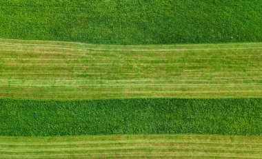 Allgau bölgesindeki Allgau ve Bodensee yakınlarındaki dramatik bulutlu gökyüzünün altında yemyeşil tarım arazileri sık ormanlarla buluşuyor.