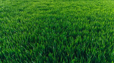 Net ürün büyüme şekillerine sahip yeşil tarım arazileri