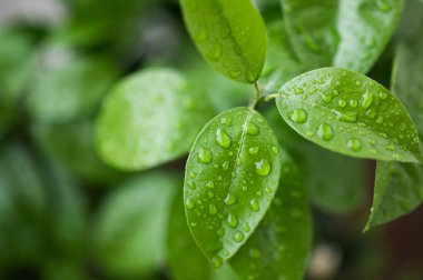 Yağmurdan sonra taze yeşil yapraklar üzerinde su damlacıkları yakın çekim. Çiy damlaları ile doğal botanik arka plan güzel bir doku ve detay yaratır.