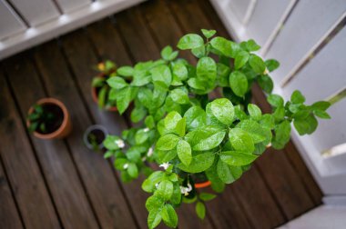 Ahşap güvertede, terasotta tencerelerinde yetişen çeşitli yeşil bitkilerle küçük bir bitki bahçesi. Taze bitkiler için kapalı ya da balkon bahçe düzeneği