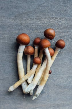 Psilocybe Cubensis ile Psikedelik Destekli Terapi