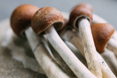 Ruh Sağlığında Sihirli Mantar Psilosibin ile Tedavi