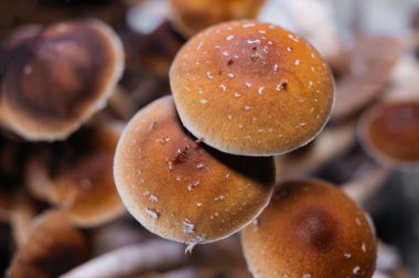 Su Damlacıklarıyla Sihirli Mantarlar Altın Öğretmen Psilocybe Cubensis