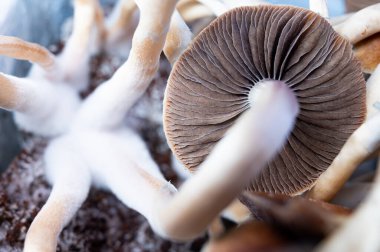 Fruiting Substrate Makro View B +, Kamboçya, Amazon, Ekvador, Meksika veya Tayland Koh Samui 'de büyüyen Psilosibe Cubensis