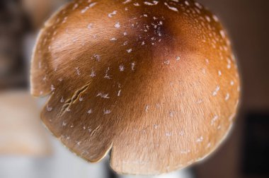 Psilosibe Cubensis, makro, solungaç, sihirli mantarlar, psilosibin