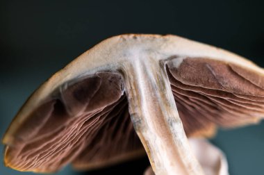 Yakın çekim altın öğretmen sihirli mantarlar mavi lekeli kepler ve doğal ışık solungaçları