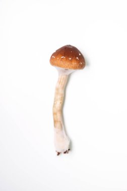 Tek Psilosibe Cubensis Mantar Psilocin Tıbbı İzole Beyaz Arkaplan