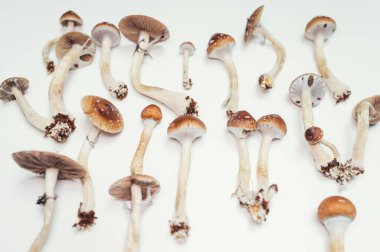 Psilocybe Cubensis Sihirli Mantar Koleksiyonu Psilocybin Doğal Psikedelik İlaç Arkaplanı