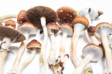 Sihirli Mantarlar Psilosibin Grubu Psikedelik Tıp Doğal İyileştirme Terapisi