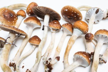 Psilocin Psychedelic Mantarlar Dark Gills Psilocybin İlaç Terapi Arkaplanı
