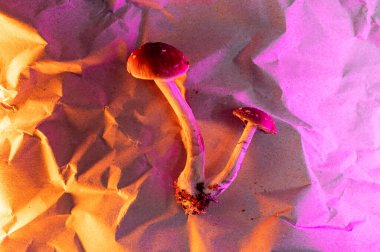 Psilocin Psikedelik Mantarlar Mavi Pembe Trip İlaç Halüsinojenik Terapi Arkaplanı