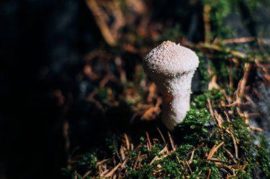 Forest Floor Mycena 'daki küçük Mycena mantarları, küçük mantarlar, orman mantarları, orman mantarları, vahşi mantarlar, Makro Doğa' ya yakın çekim