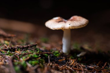 Forest Floor Mycena 'daki küçük Mycena mantarları, küçük mantarlar, orman mantarları, orman mantarları, vahşi mantarlar, Makro Doğa' ya yakın çekim