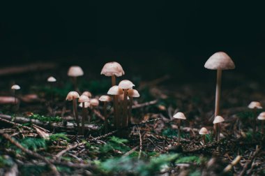 Forest Floor Mycena 'daki küçük Mycena mantarları, küçük mantarlar, orman mantarları, orman mantarları, vahşi mantarlar, Makro Doğa' ya yakın çekim