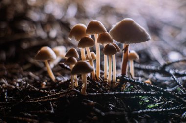 Forest Floor Mycena 'daki küçük Mycena mantarları, küçük mantarlar, orman mantarları, orman mantarları, vahşi mantarlar, Makro Doğa' ya yakın çekim