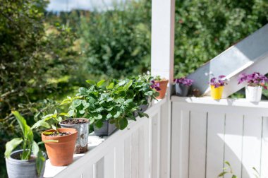 Güverte / korkuluk ahşap kutu, güverte bahçeli taze bitkiler ahşap sürdürülebilir sebzeler