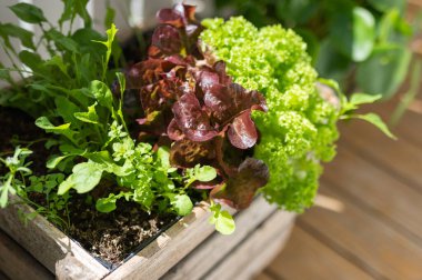 Aynı tahta kutu, farklı açı: Balkon sebze bahçesi sebze salatası sürdürülebilir canlı organik salata