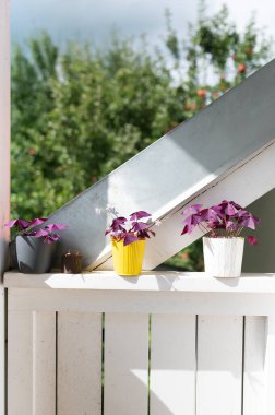 Çoklu mor bitkiler, mor yapraklı bitkiler terasotta saksıları balkon bahçesi renkli kaplar.