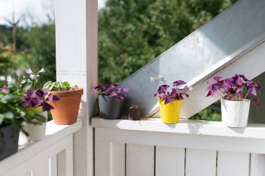 Mor bitkiler beyaz rafta, Oxalis bitkileri mor yapraklar beyaz raf modern balkon dekoru.