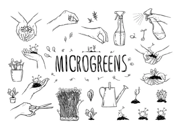 Microgreens Γραφική Εικόνα Ανθρώπινων Χεριών Microgreen Σετ Εξαρτημάτων Κηπουρικής Micro — Διανυσματικό Αρχείο