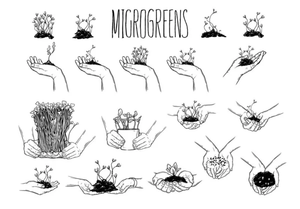 Mikrozielone Graficzny Obraz Ludzkich Rąk Mikrozielonymi — Wektor stockowy