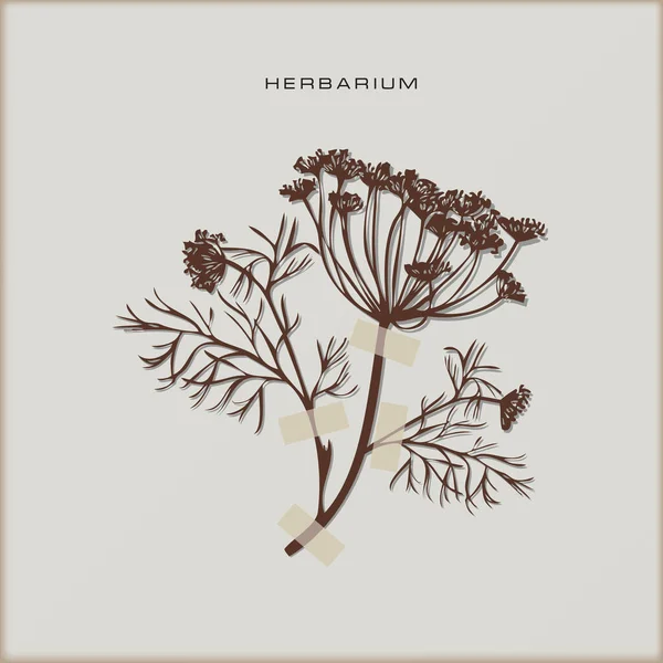 Herbarium Sida Med Torkad Växt Fastsatt Den — Stock vektor