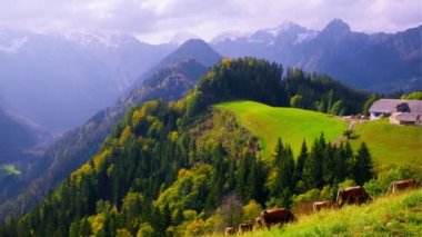 Logar Vadisi 'nde inekler. Bulutlu Ekim dağ vadisine yukarıdan bak, otlakta inekler var. Logarska Dolina, Slovenya. El bilgisayarı tavası