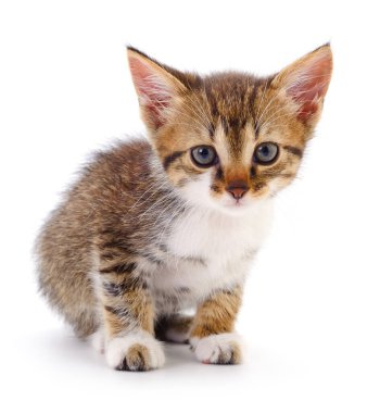 Beyaz arka planda izole edilmiş küçük kahverengi kedi yavrusu.