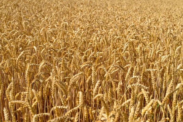 Пшеничне Поле Вуха Золотої Пшениці Крупним Планом — стокове фото