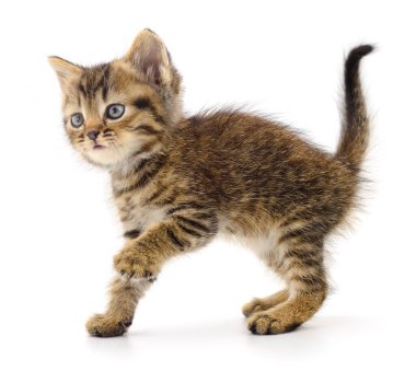 Beyaz arka planda izole edilmiş küçük kahverengi kedi yavrusu.