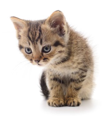 Beyaz arka planda izole edilmiş küçük kahverengi kedi yavrusu.