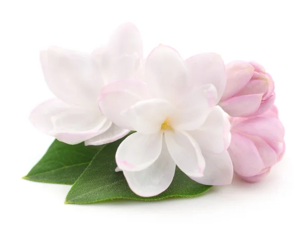 Квітуча Рожева Бузкова Квітка Ізольована Білому Тлі — стокове фото