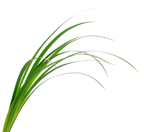 Beyaz Arka Planda Uzun Yeşil Çimen Yaprakları — Stok fotoğraf