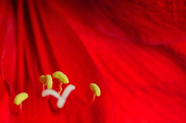 Rote Blüte Hippeastrum Oder Amarilis Aus Nächster Nähe — Stockfoto