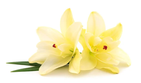 两朵黄色的百合花 在白色的背景上隔离 — 图库照片