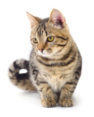 Beyaz arka planda izole edilmiş küçük kahverengi kedi yavrusu.