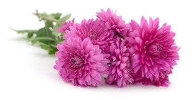 Beyaz arkaplanda beş tane pembe kasımpatı var..