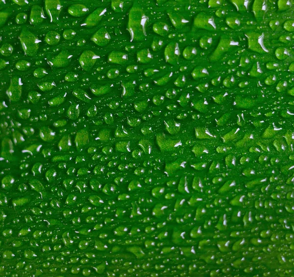 Krople Wody Świeżym Zielonym Liściu Izolowane Białym — Zdjęcie stockowe