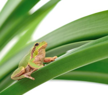 Beyaz bir yaprağın üzerinde oturan ağaç kurbağasının makrosu