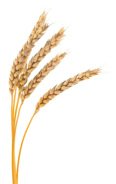 Uši Pšenice Izolované Bílém Pozadí — Stock fotografie